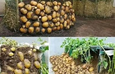 زراعة البطاطا في حاويات في المنزل بحبة بطاطا واحدة فقط