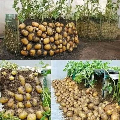 زراعة البطاطا في حاويات في المنزل بحبة بطاطا واحدة فقط